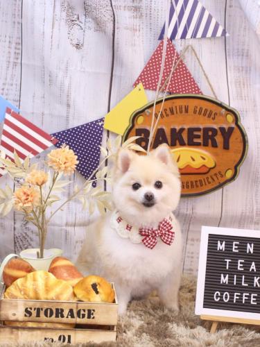 20240914ビビちゃん